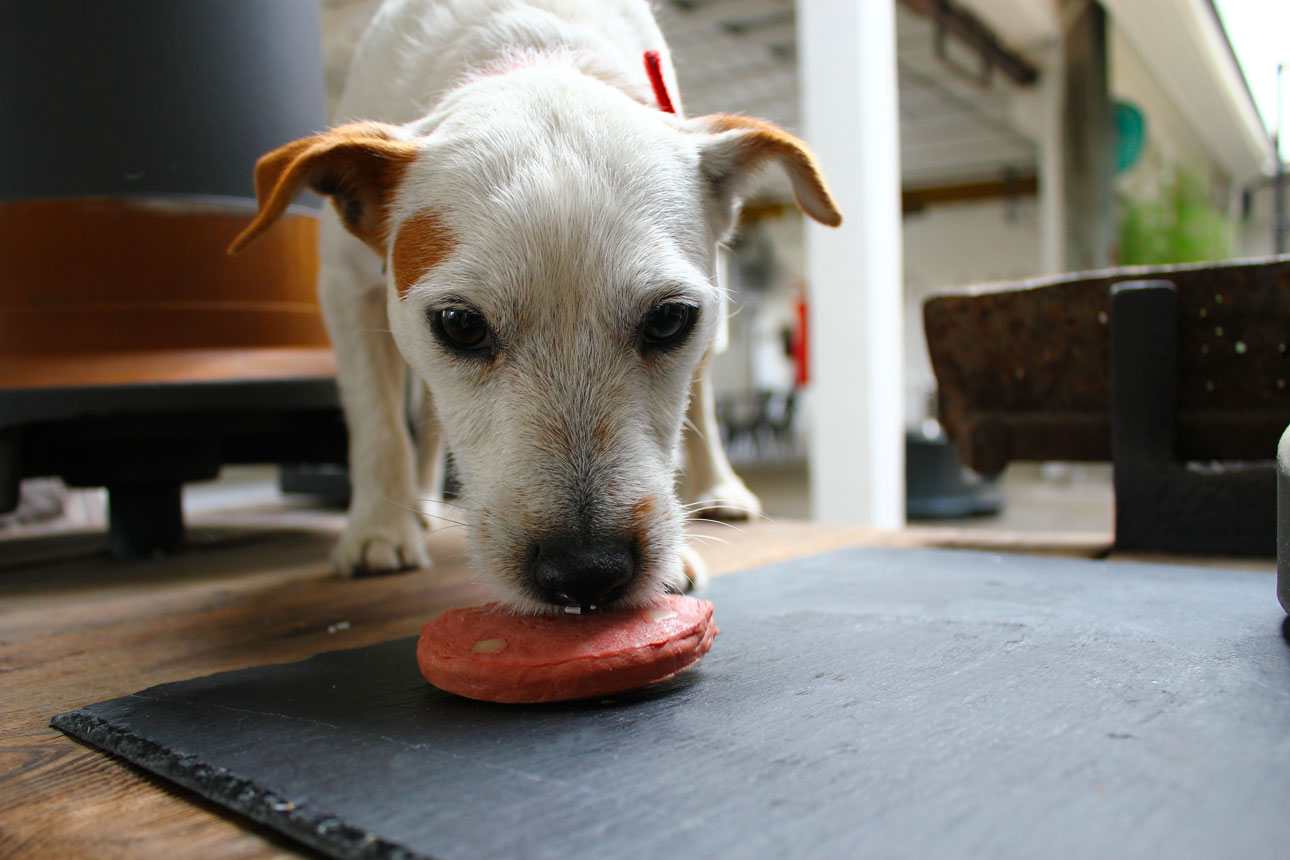 genuina-pet-food-cane-mangia-burger